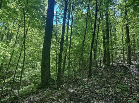 0 Rush Run Road Fairview WV 26570