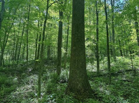 0 Rush Run Road Fairview WV 26570