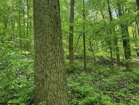 0 Rush Run Road Fairview WV 26570