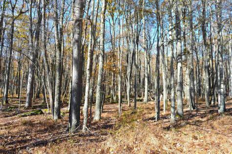 181 E Alpine Drive Terra Alta WV 26764