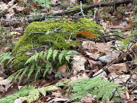 23247 N Preston Highway Bruceton Mills WV 26525