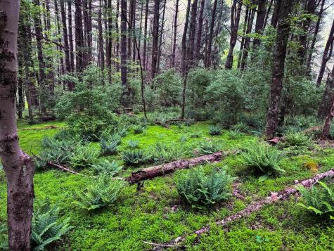 2086 Teagarden Fork Road Metz WV 26585
