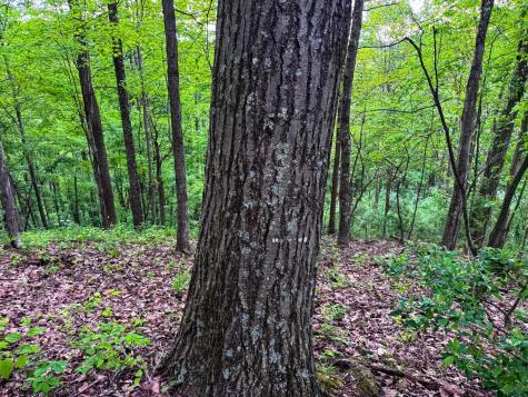 2086 Teagarden Fork Road Metz WV 26585