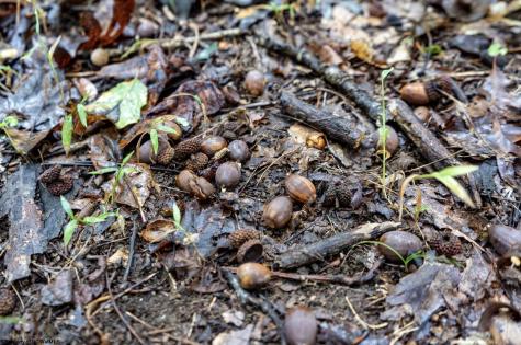 332 Timberbrook Lane Bridgeport WV 26330