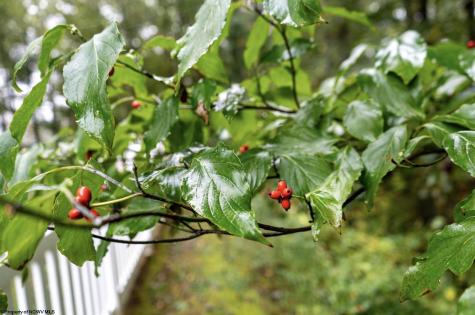 332 Timberbrook Lane Bridgeport WV 26330