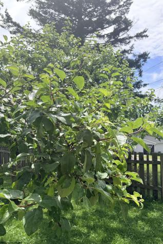 305 Second Street Terra Alta WV 26764