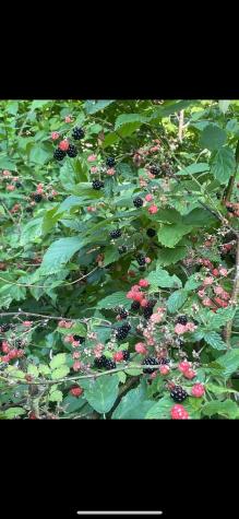 3368 Owl Creek Road Morgantown WV 26508