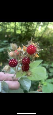 3368 Owl Creek Road Morgantown WV 26508