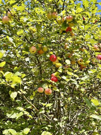 4098 Audra Park Road Belington WV 26250