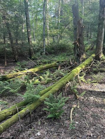 193 Deerwood Lane Terra Alta WV 26764