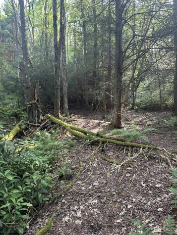 193 Deerwood Lane Terra Alta WV 26764