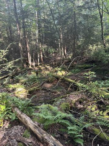 193 Deerwood Lane Terra Alta WV 26764