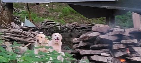 1373 Rocky Road Harman WV 26270