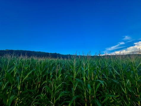 12 Oak Grove Cemetery Road Terra Alta WV 26764