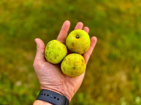 12 Oak Grove Cemetery Road Terra Alta WV 26764