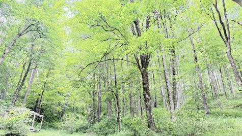 118 Blue Grouse Lane Montrose WV 26283