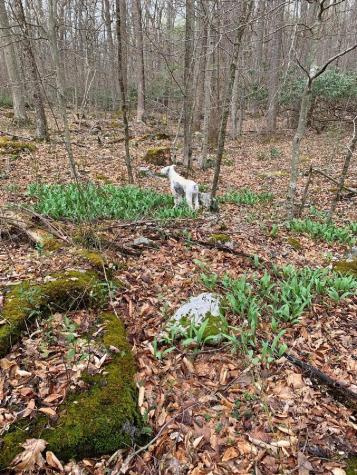 953 Tygart Junction Road Philippi WV 26416