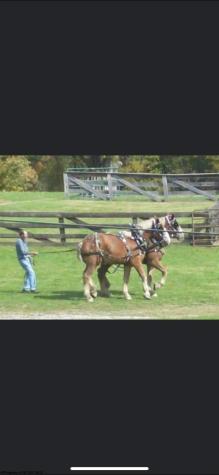 770 Bergoo Road Webster Springs WV 26288-9998