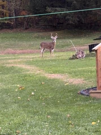 21 N Wilson Street Junior WV 26275