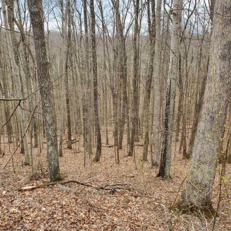 356 Bearhunter Estates Elkins WV 26241