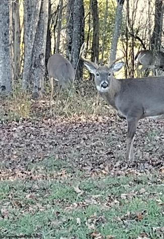283 Haines Knob Road Whitmer WV 26296