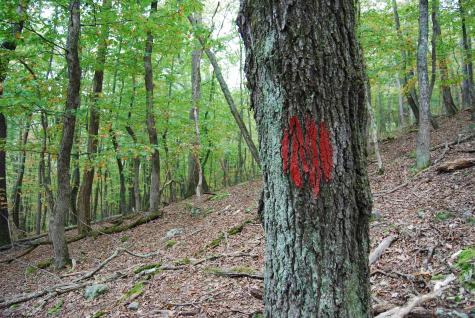 546 Wild Turkey Ridge Lost City WV 26810