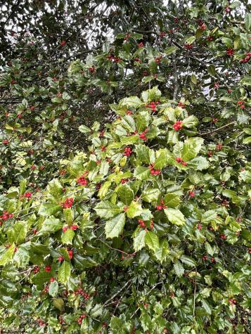 201 Third Street Parsons WV 26287