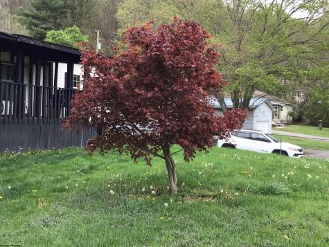 407 Gall Street Philippi WV 26416