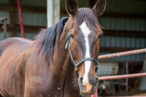 5698 Morgantown Pike Belington WV 26250