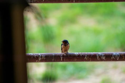 5698 Morgantown Pike Belington WV 26250