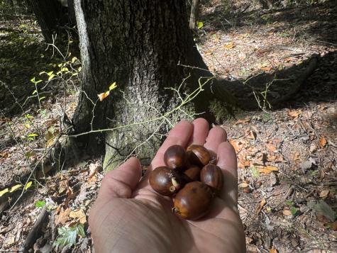 1690 Levels Road Fairmont WV 26554