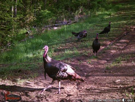 1819 Indian Creek Road Alma WV 26320