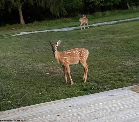 2447 Gaines Road Rock Cave WV 26234