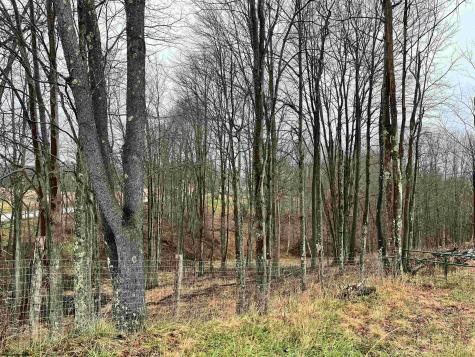 9179 Alexander Road French Creek WV 26218