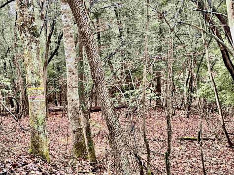 9179 Alexander Road French Creek WV 26218