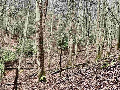 9179 Alexander Road French Creek WV 26218