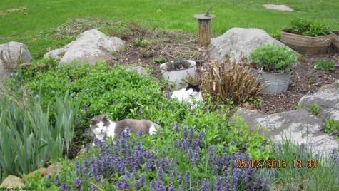 13069 Morgantown Pike Moatsville WV 26250