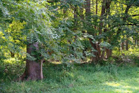 7 Mayflower Lane Mount Clare WV 26408