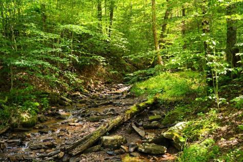 195 Brookside Road Davis WV 26260
