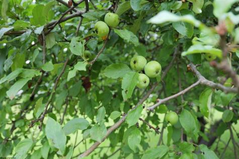 26879 Veterans Memorial Highway Terra Alta WV 26764