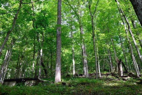 2762 Upper Pleasant Creek Road Philippi WV 26416