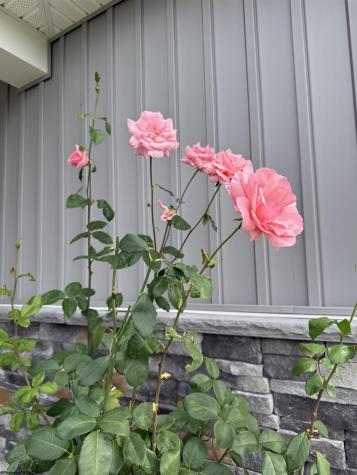 222 Crimson Lane Bridgeport WV 26330