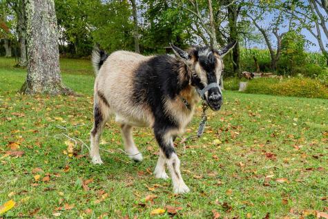 246 E Shady Brook Estates Bruceton Mills WV 26525