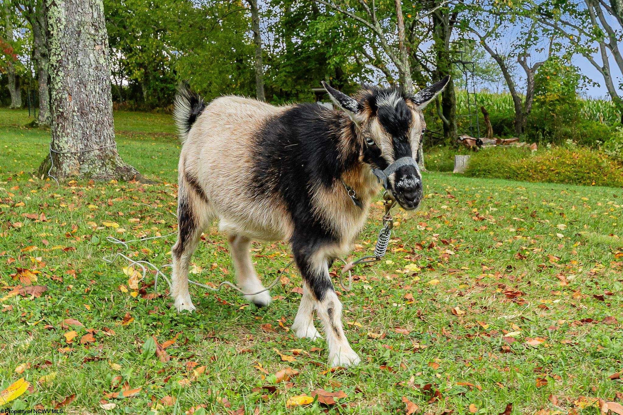 246 E Shady Brook Estates Bruceton Mills WV 26525