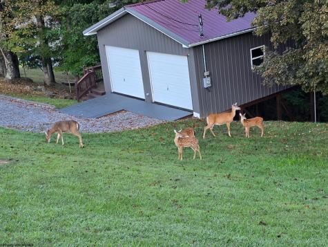 427 Harley Brown Drive Flatwoods WV 26621